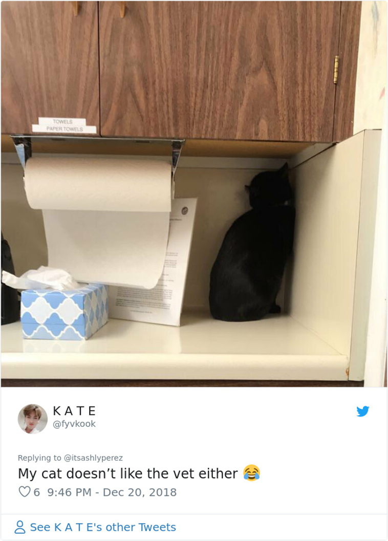 cats hiding from vet