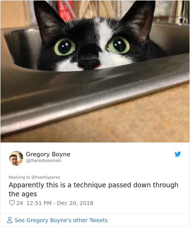 cats hiding from vet