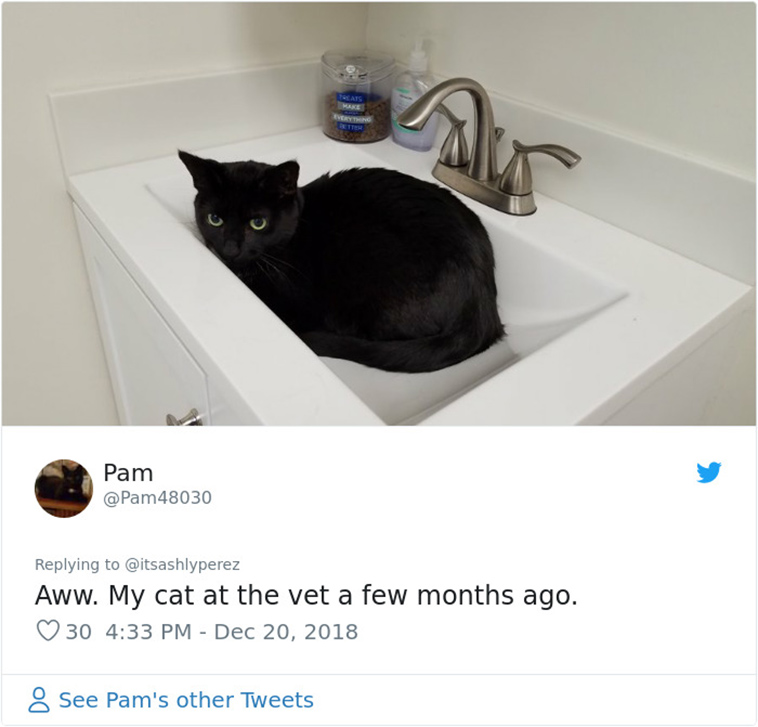 cats hiding from vet