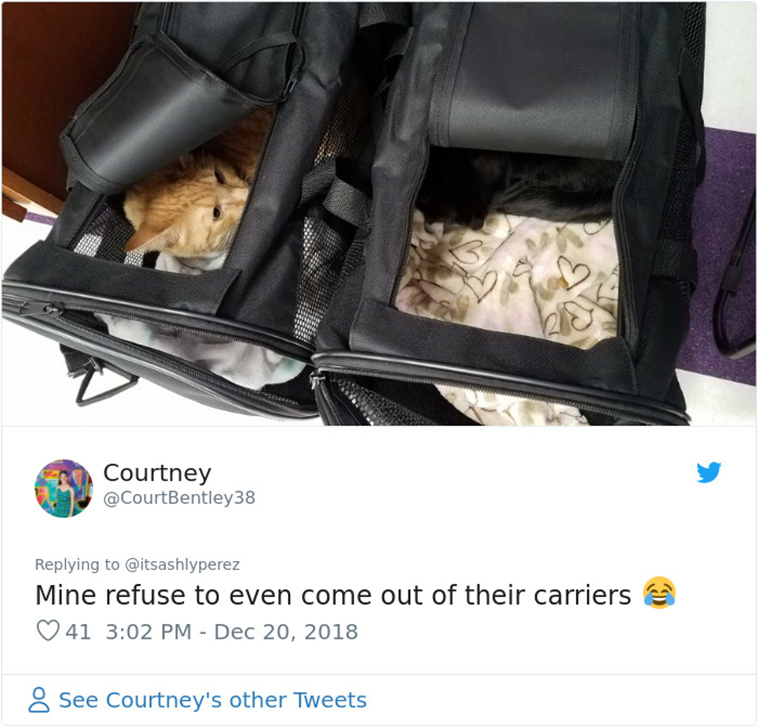 cats hiding from vet