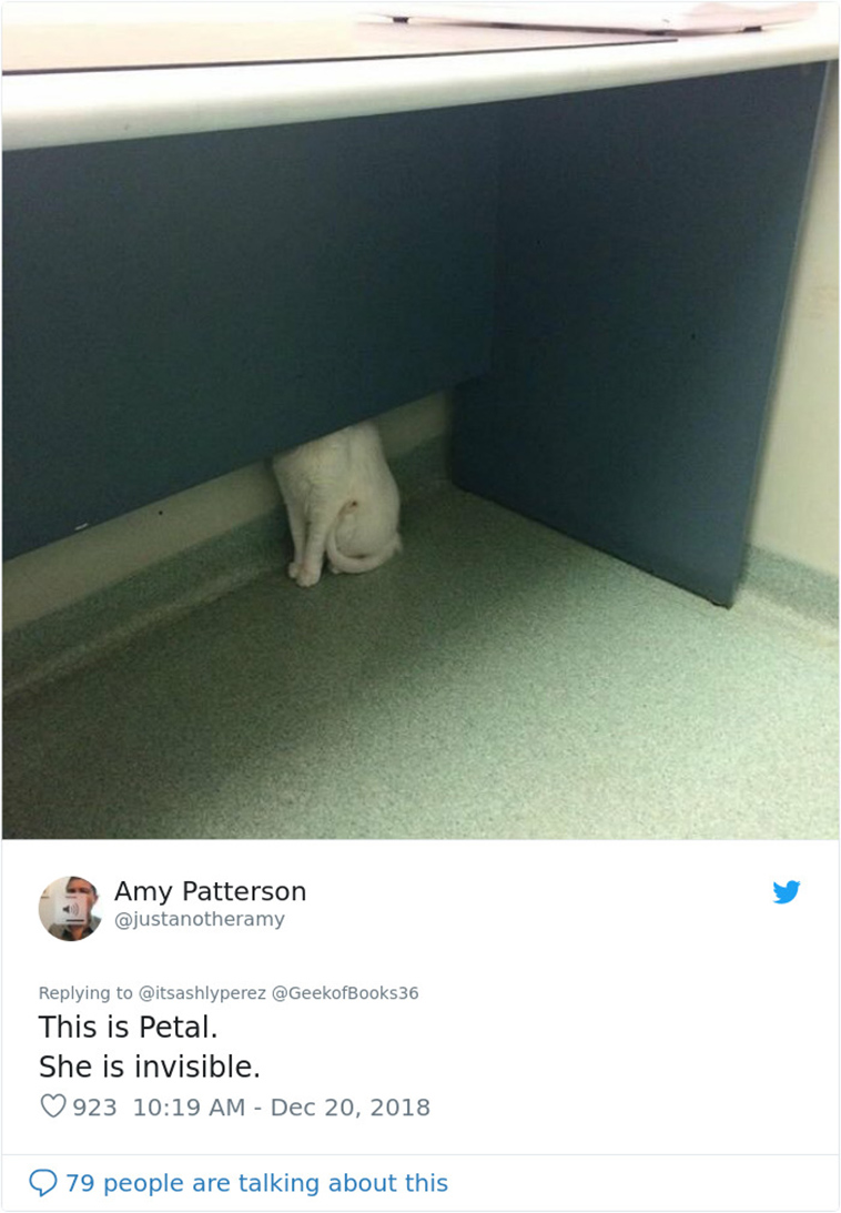cats hiding from vet