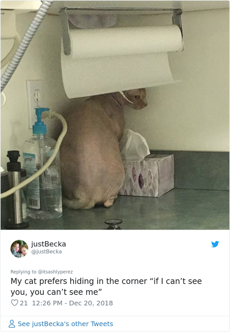 cats hiding from vet