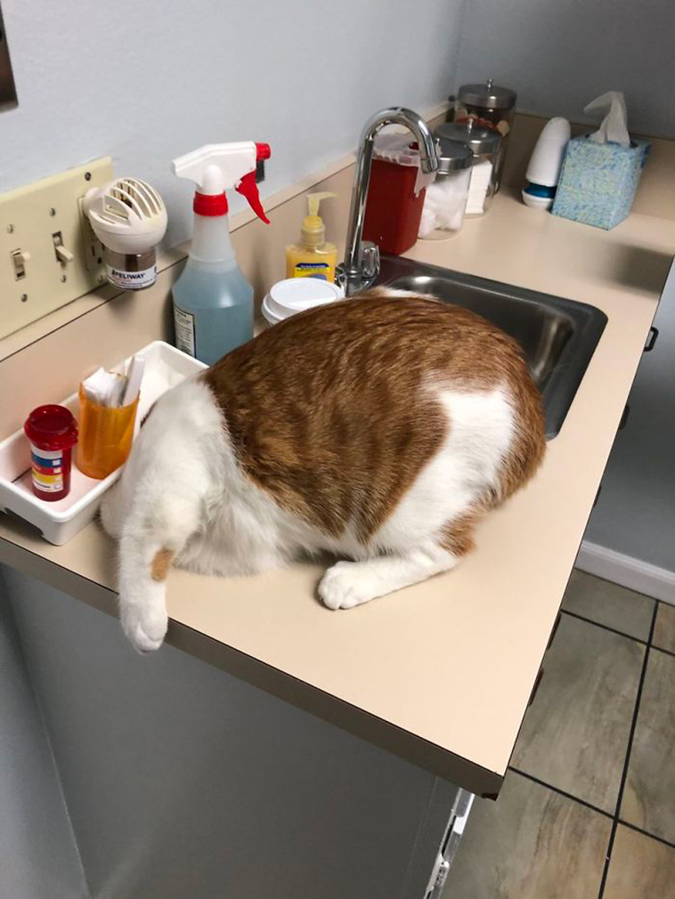 cats hiding from vet