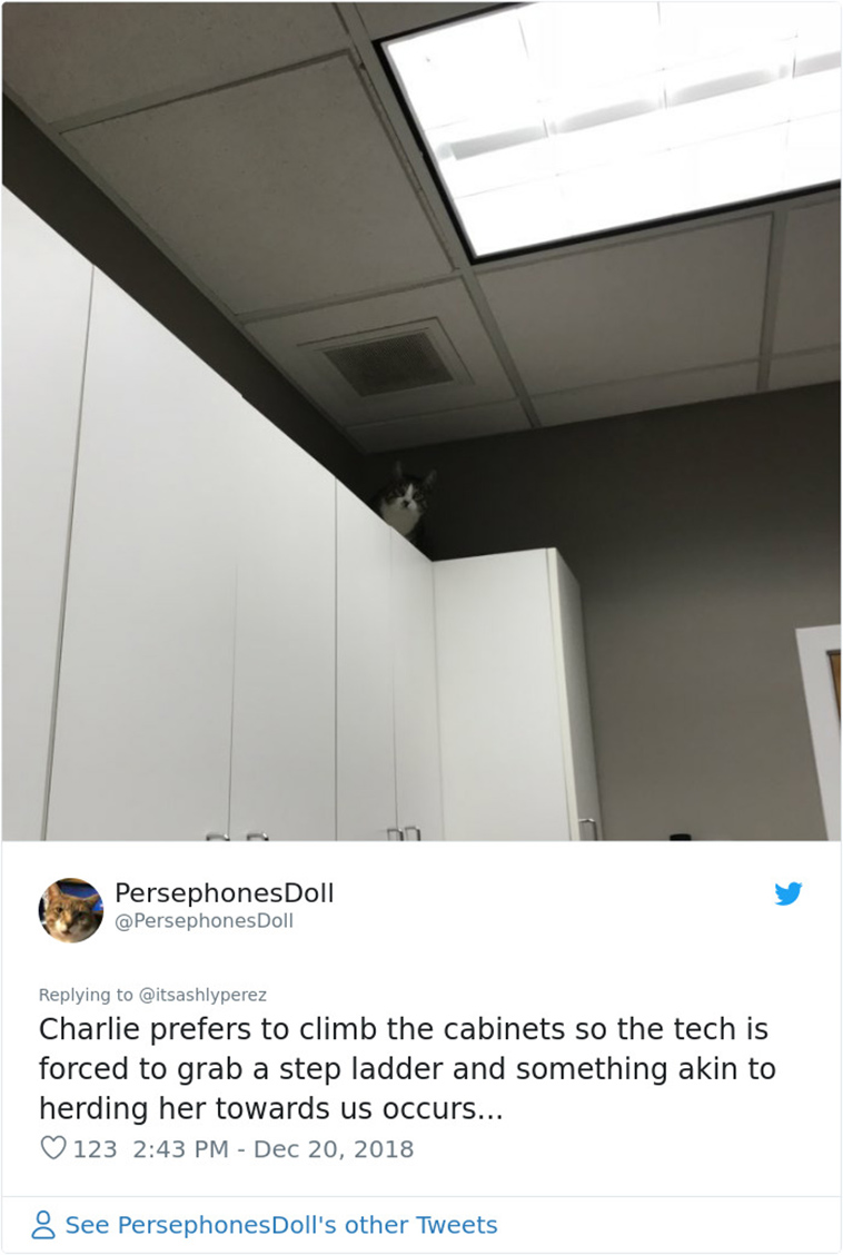 cats hiding from vet