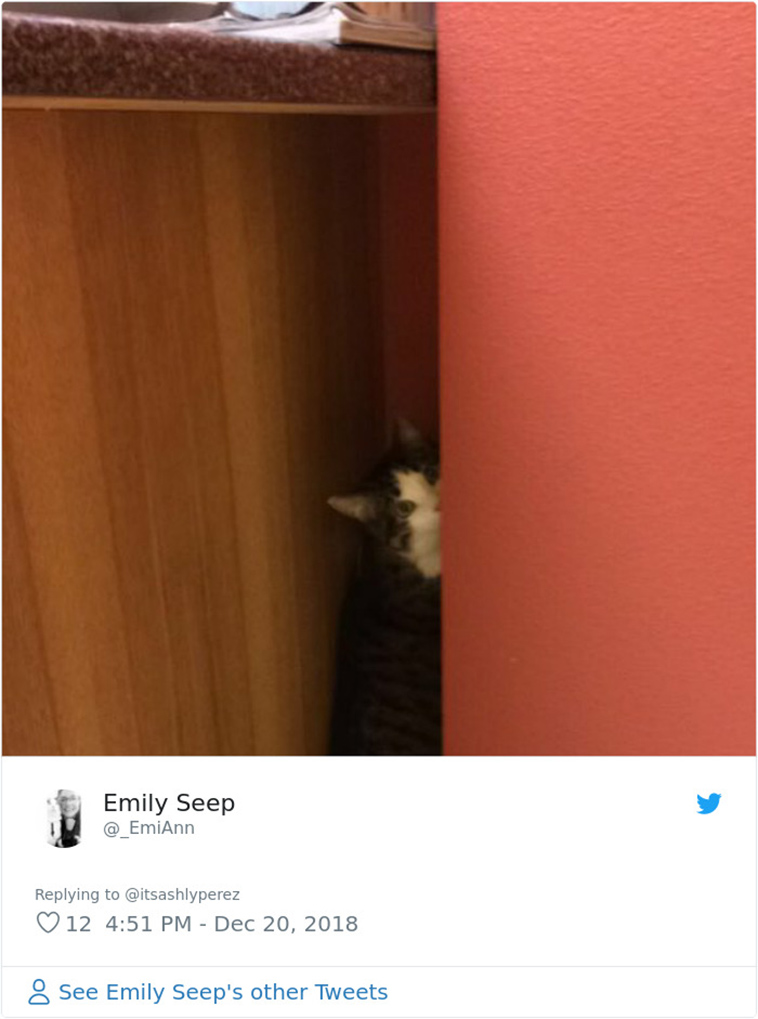 cats hiding from vet