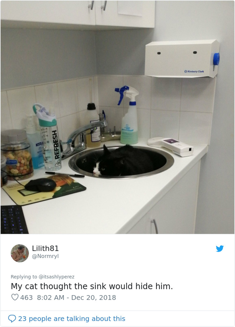 cats hiding from vet