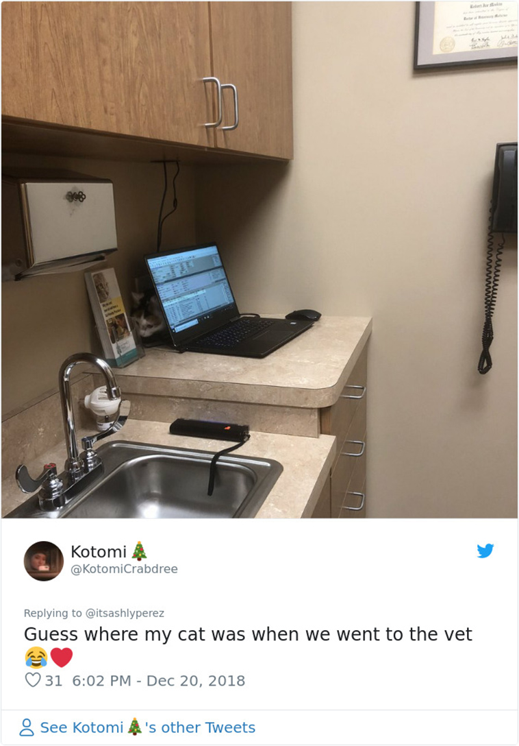 cats hiding from vet