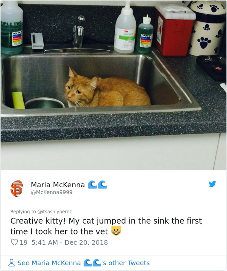 cats hiding from vet