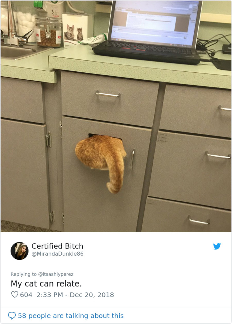 cats hiding from vet