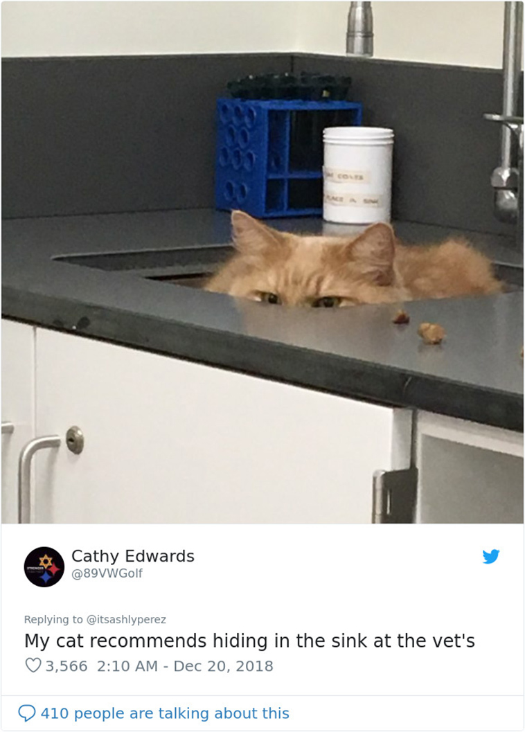 cats hiding from vet