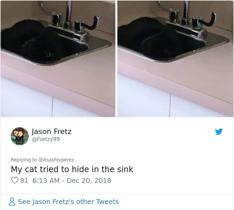cats hiding from vet