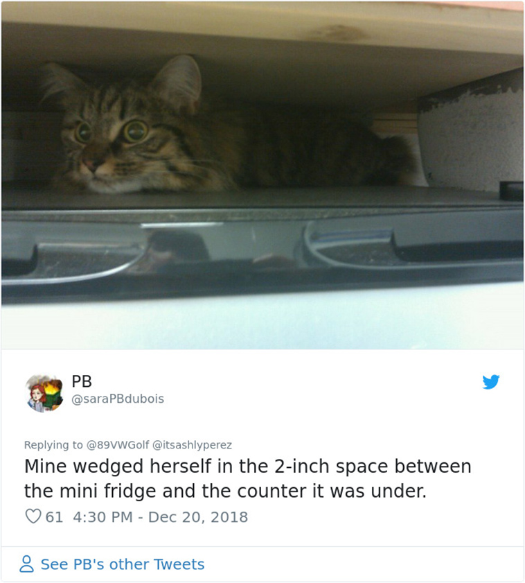 cats hiding from vet