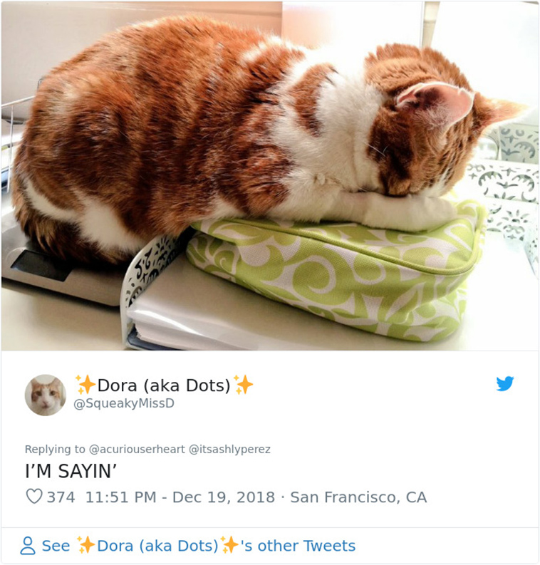 cats hiding from vet