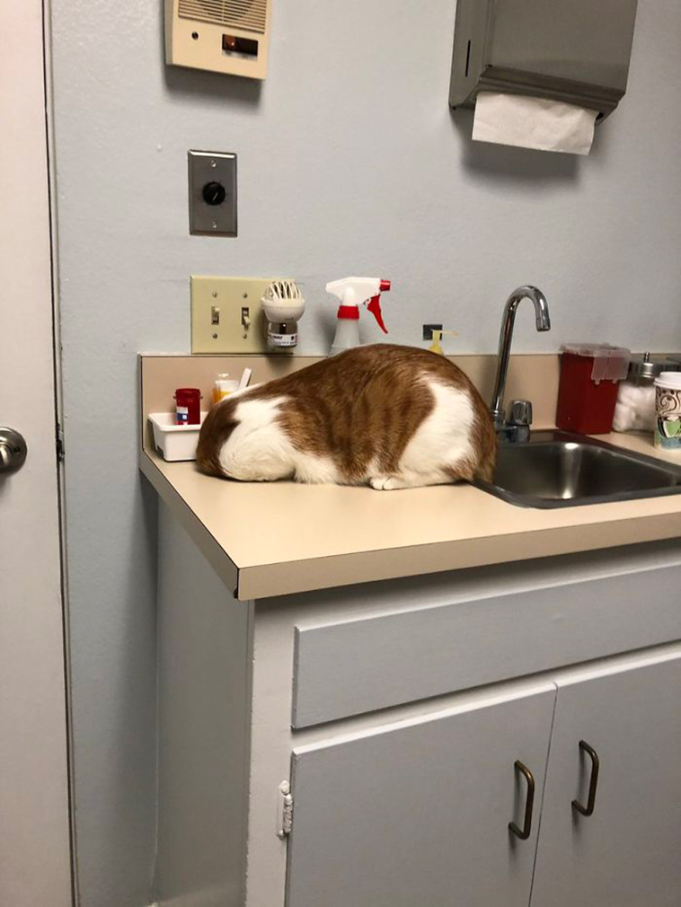 cats hiding from vet