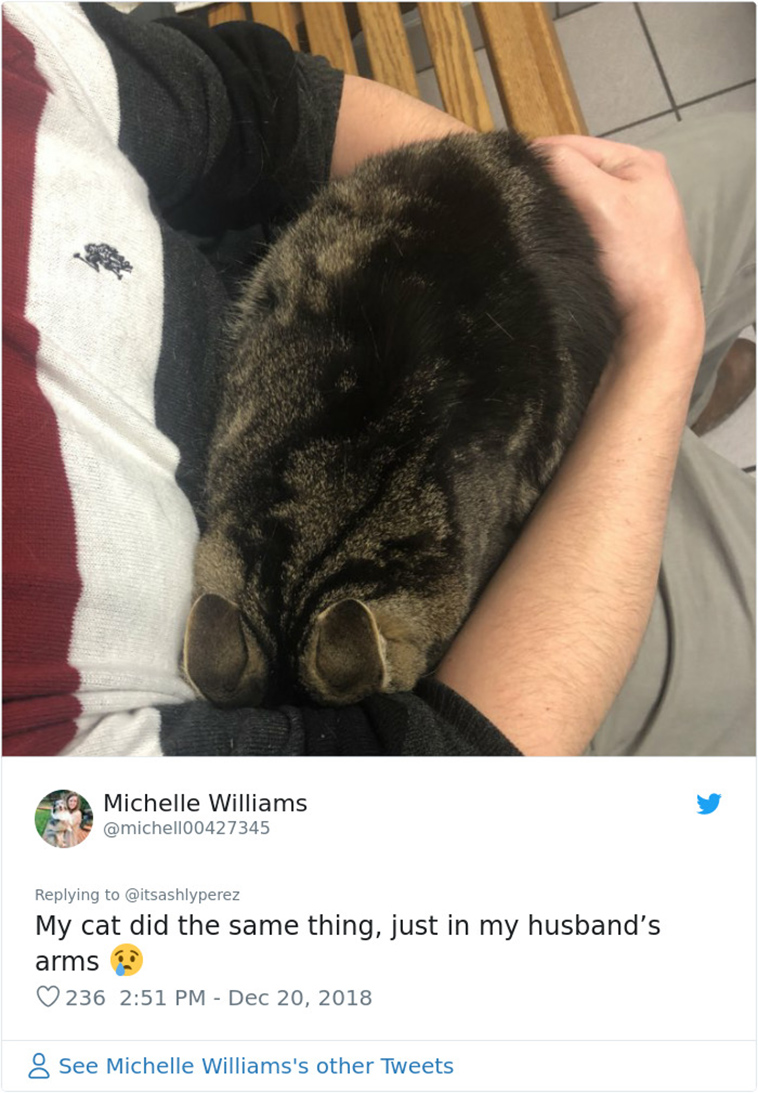 cats hiding from vet