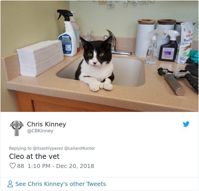 cats hiding from vet