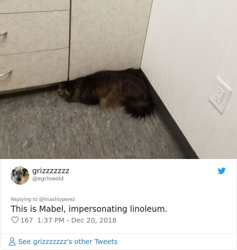 cats hiding from vet