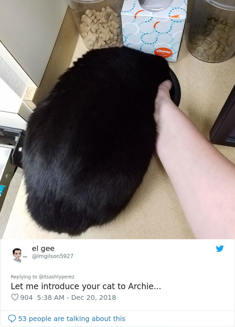 cats hiding from vet