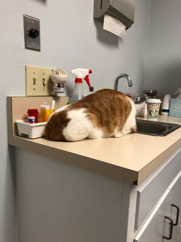 cats hiding from vet