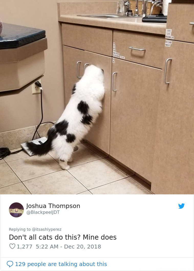 cats hiding from vet