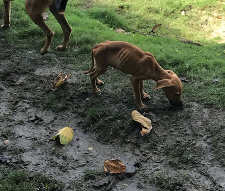 girl-rescues-starving-puppy-jamaica