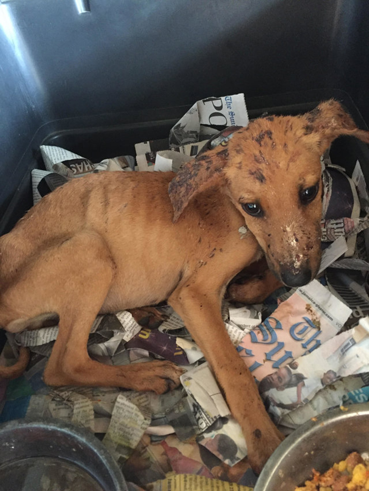 girl-rescues-starving-puppy-jamaica