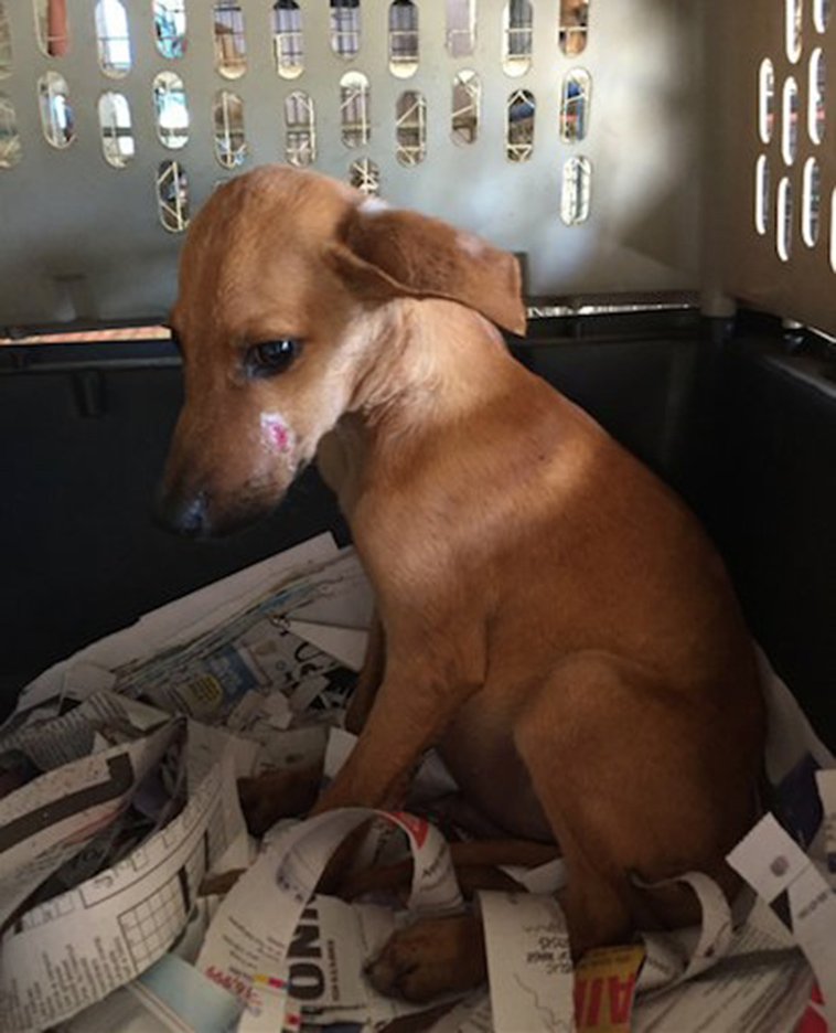 girl-rescues-starving-puppy-jamaica