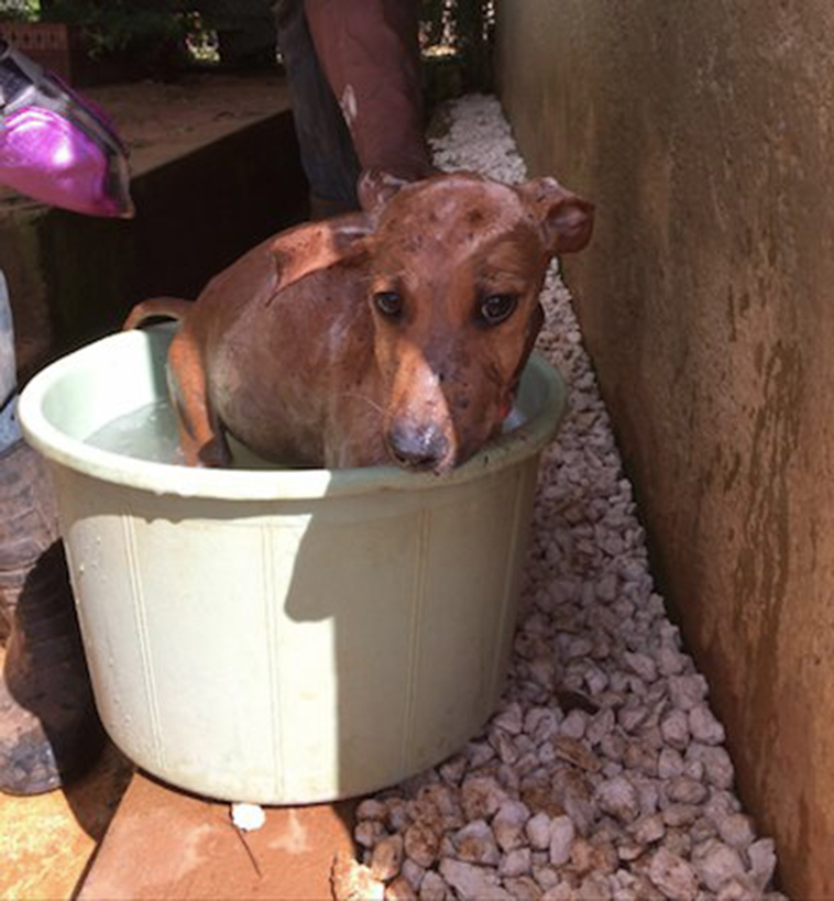 girl-rescues-starving-puppy-jamaica