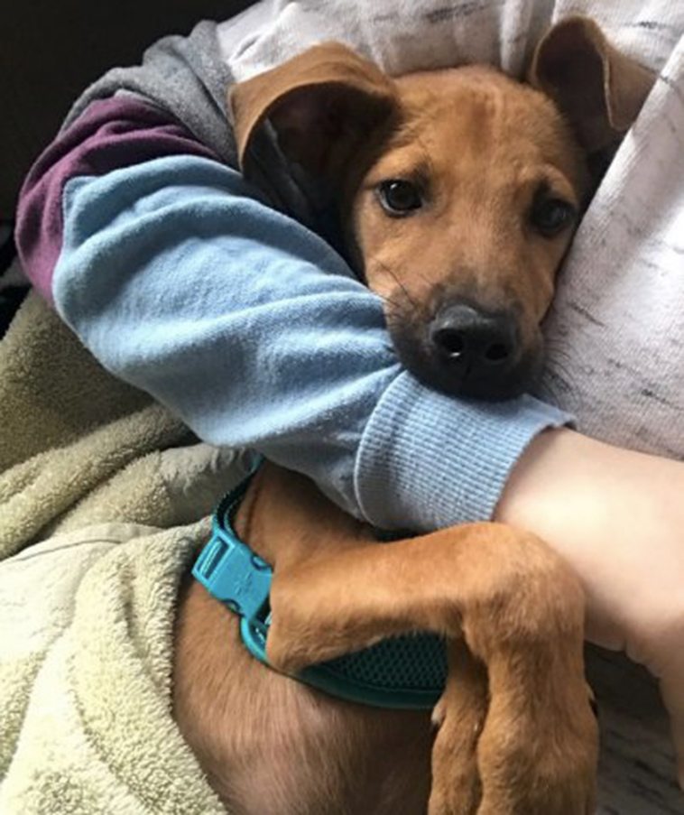 girl-rescues-starving-puppy-jamaica