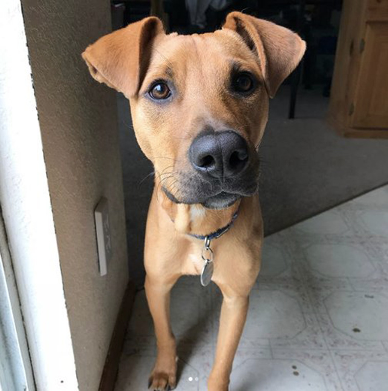 girl-rescues-starving-puppy-jamaica