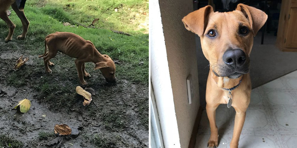girl-rescues-starving-puppy-jamaica