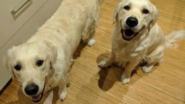 golden-retrievers-help-toddler-escape
