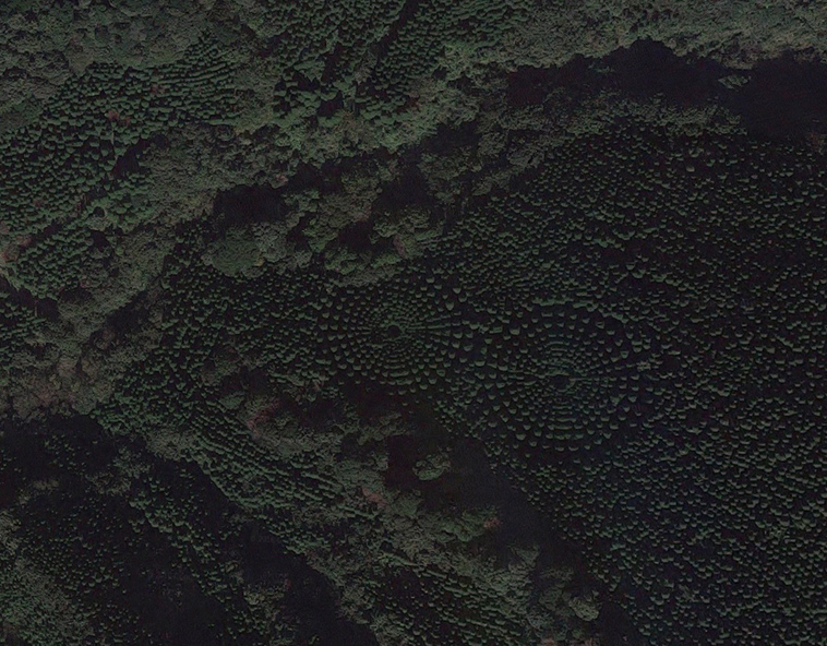 japan-tree-crop-circles
