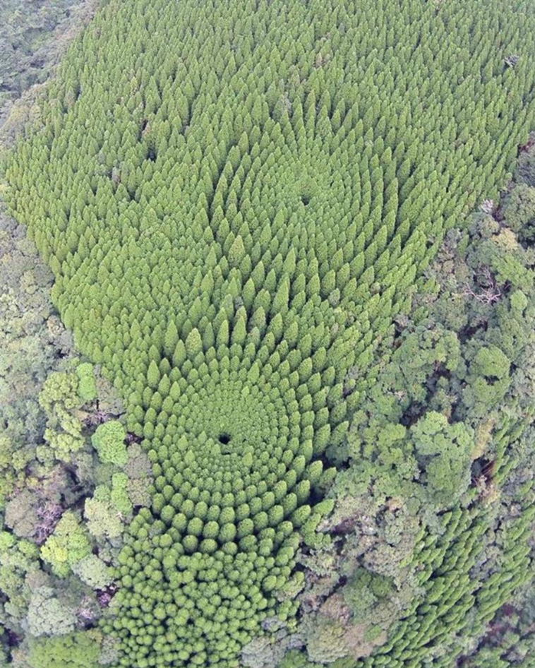 japan-tree-crop-circles