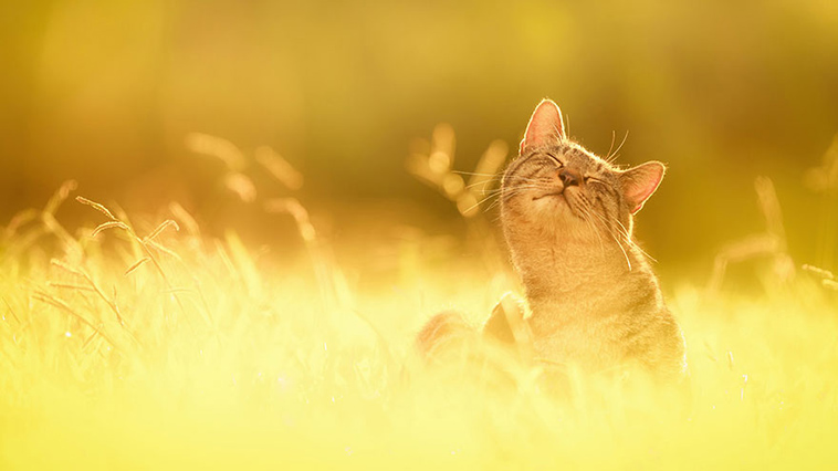 sun-kissed-cats-photos