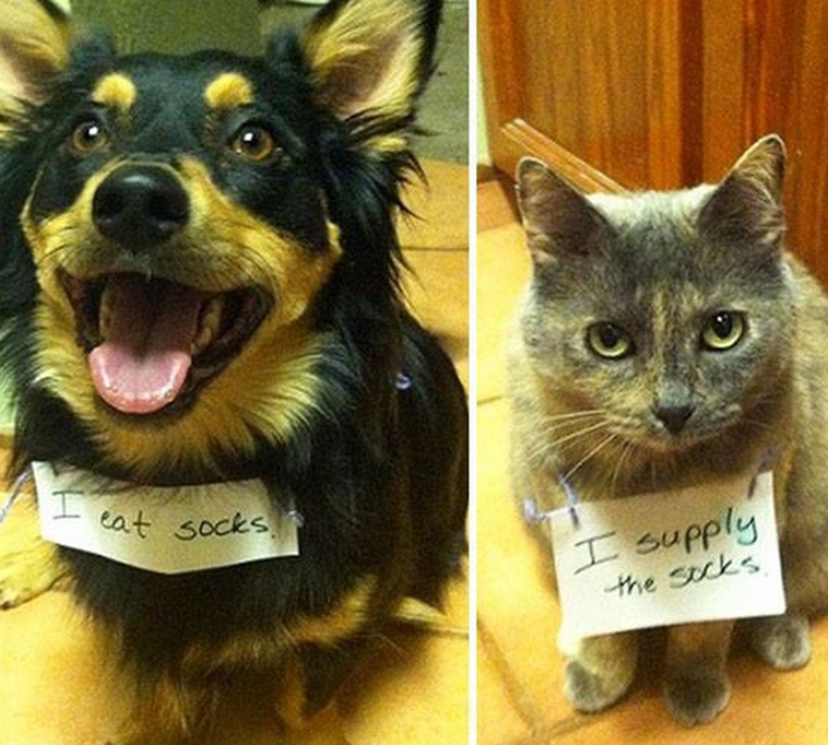 Cats and Dogs Confess Their Crimes