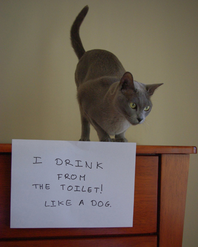 Cats and Dogs Confess Their Crimes