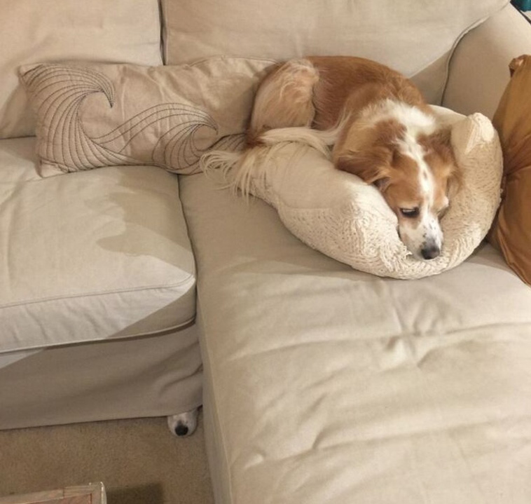 Pets Are Adorable Weirdos