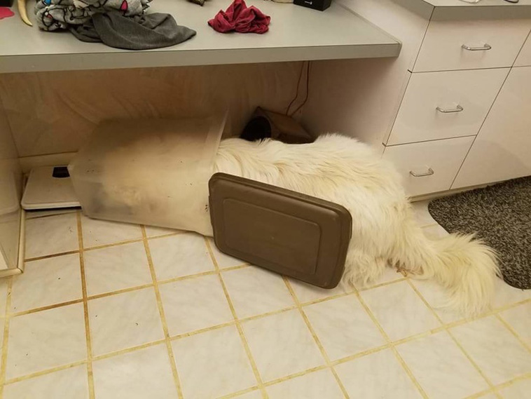 Pets Are Adorable Weirdos