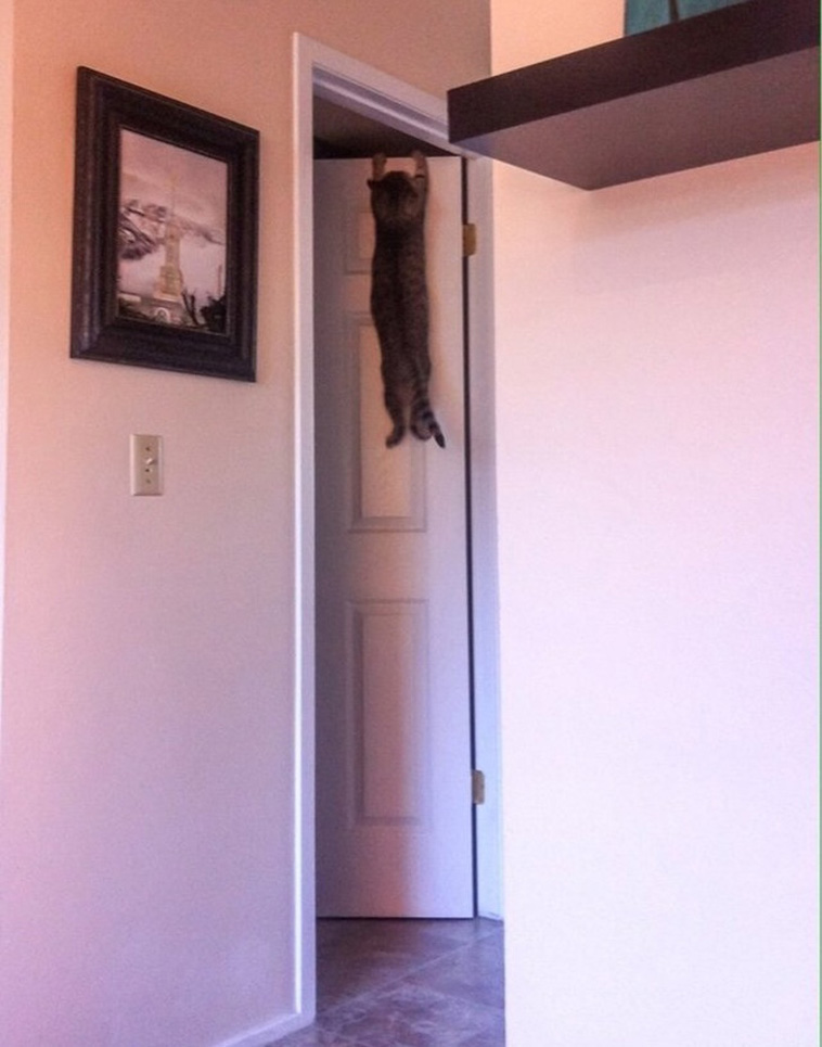 Pets Are Adorable Weirdos
