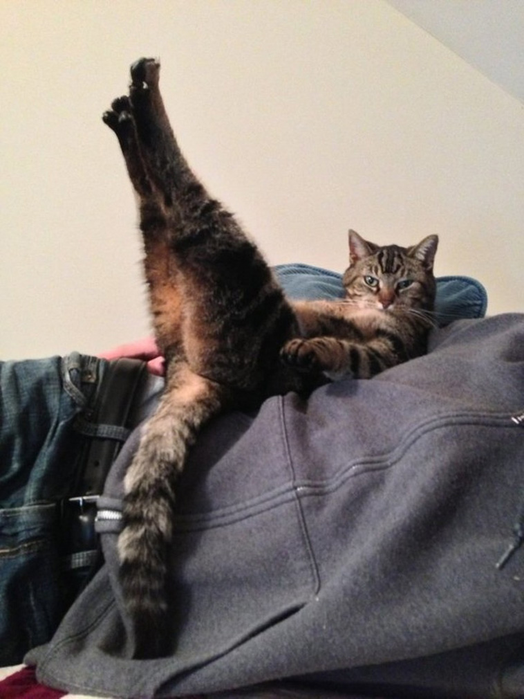 Pets Are Adorable Weirdos