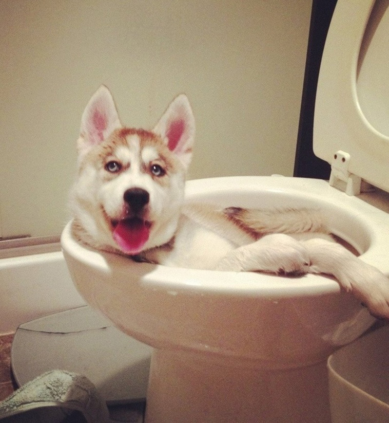 Pets Are Adorable Weirdos
