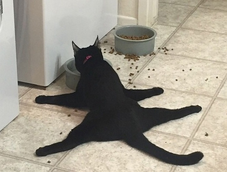 Pets Are Adorable Weirdos