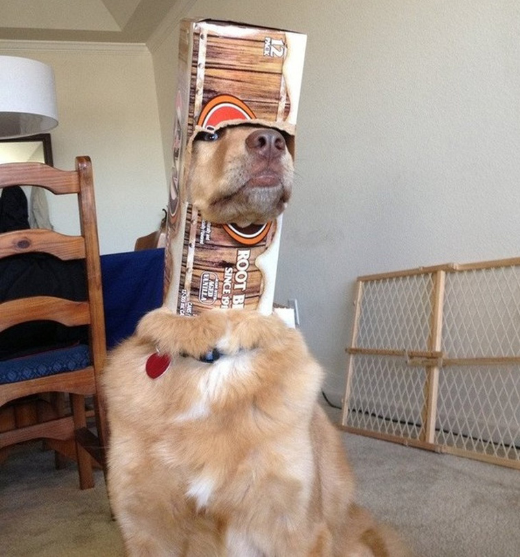 Pets Are Adorable Weirdos