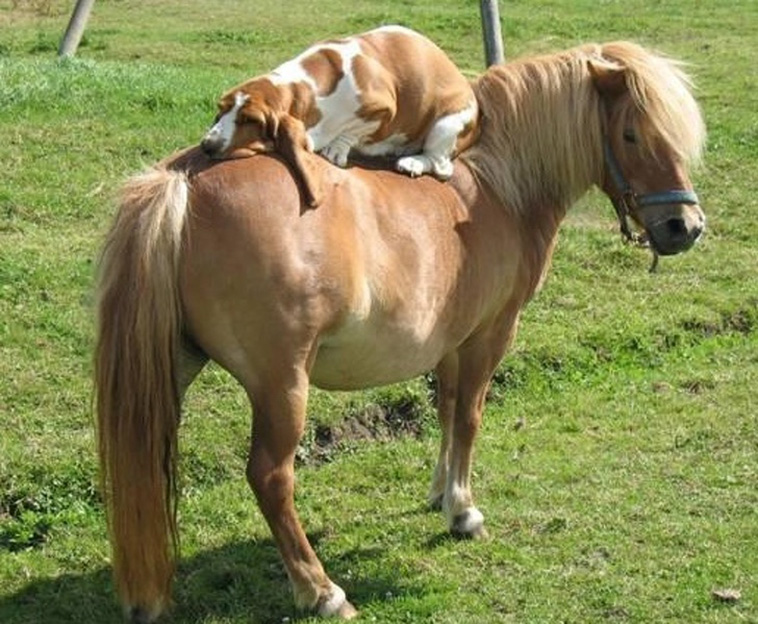 Pets Are Adorable Weirdos