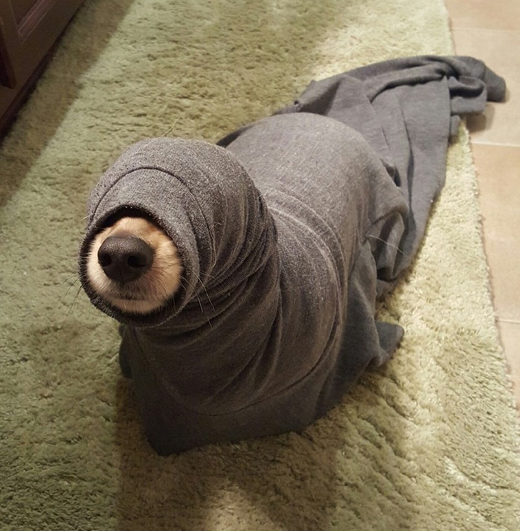 Pets Are Adorable Weirdos