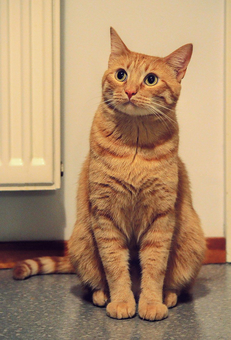 cats