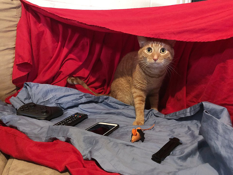 cats