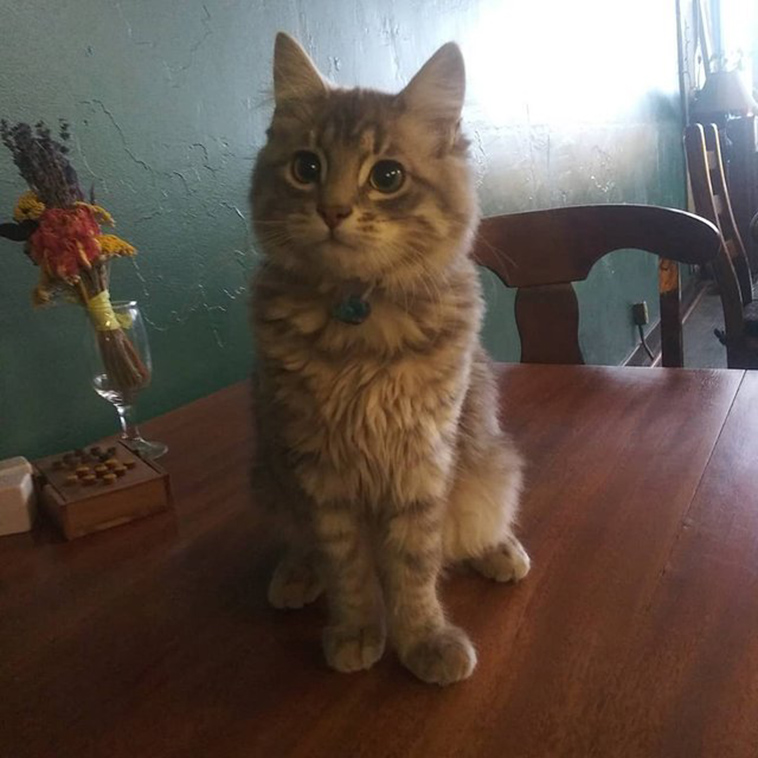 cats