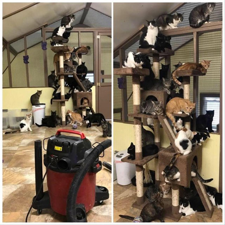cats
